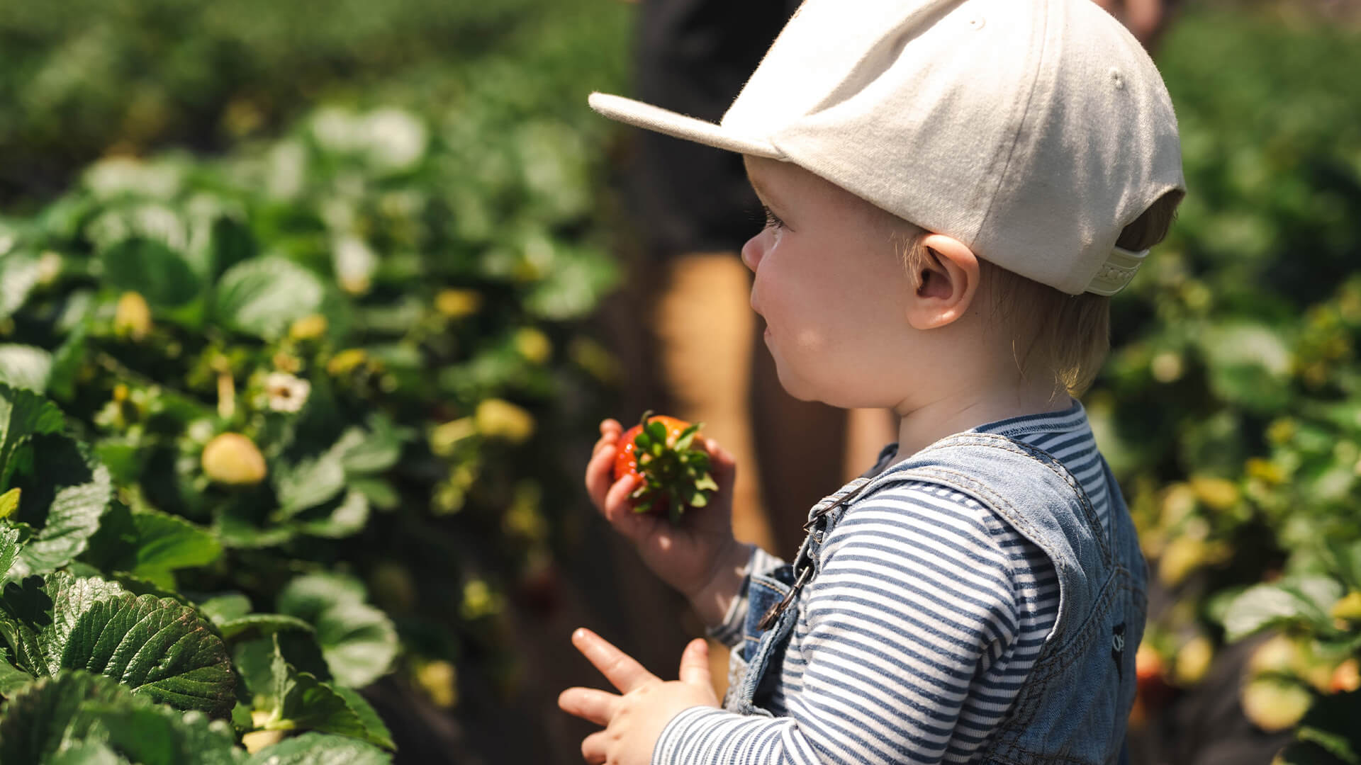 Toddler outside next to plants with a strawberry in their hand