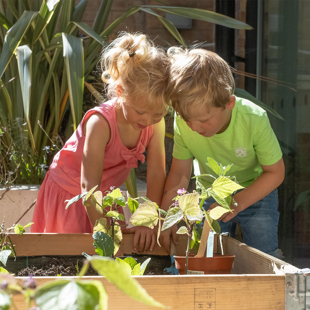 Little blonde hair girl and little blonde hair boy standing over a vegetable patch planting green plants. Little girl is wearing a pink dress and little boy is wearing a bright green t shirt. 
